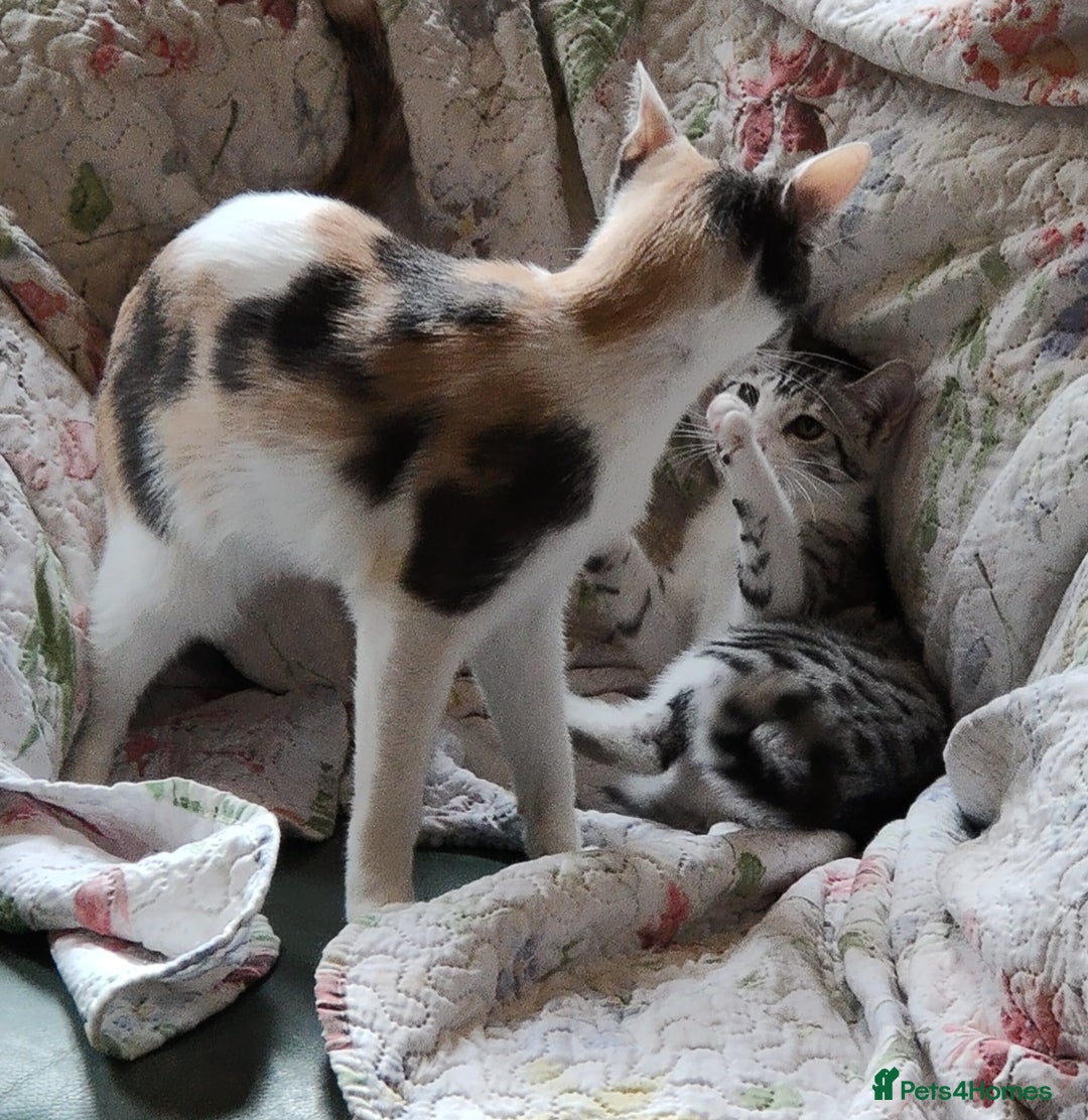 Mixed Breed cats 🏆Best Choice for Loving Interactive Families  - Advert 1