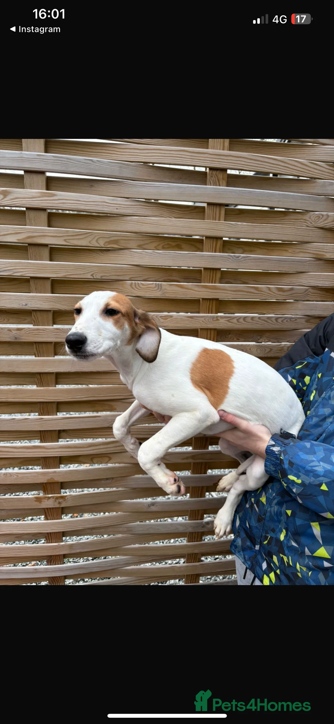 Mixed Breed dogs for sale: Saluki puppies  - Advert 5