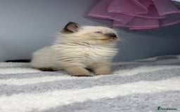 Ragdoll cats for sale: 💙Seal Point Ragdoll × Siberian Boy 💙 - Image 4