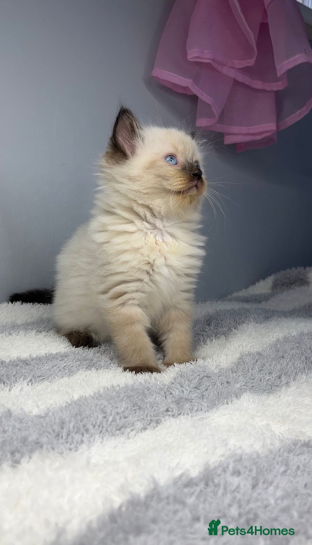 Ragdoll cats for sale: 💙Seal Point Ragdoll × Siberian Boy 💙 - Image 4