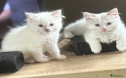 Ragdoll cats for sale: 2Male Kittens - Image 2