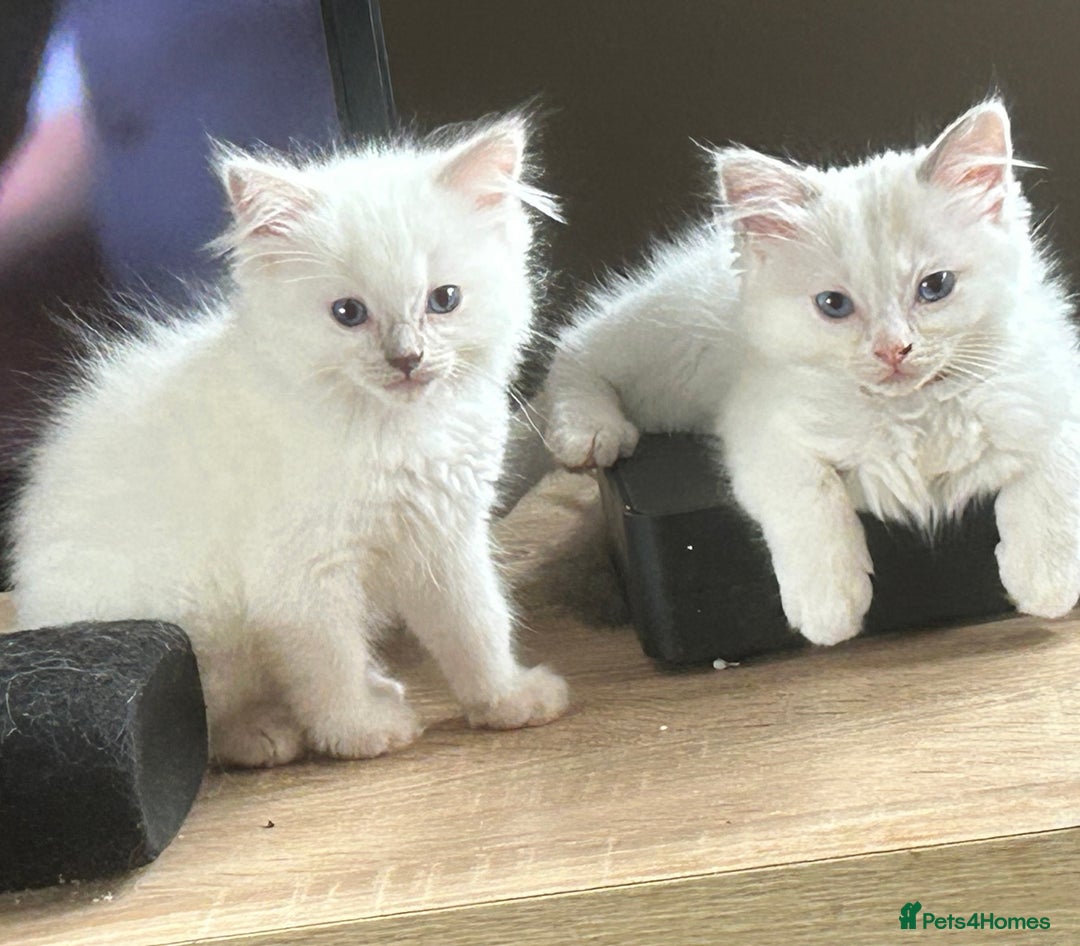 Ragdoll cats for sale: 2Male Kittens - Image 2