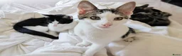 Mixed Breed cats for sale: Adorable Playful Kittens Looking for Forever Homes in London - Advert 20