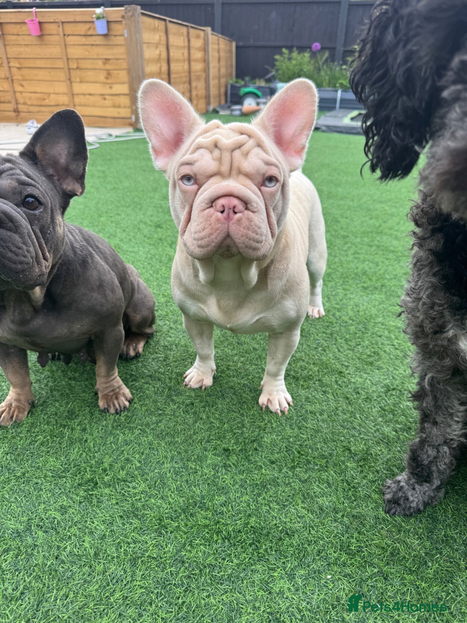 French Bulldog dogs Beautiful Frenchie Seeking Her Forever Sofa - Advert 17