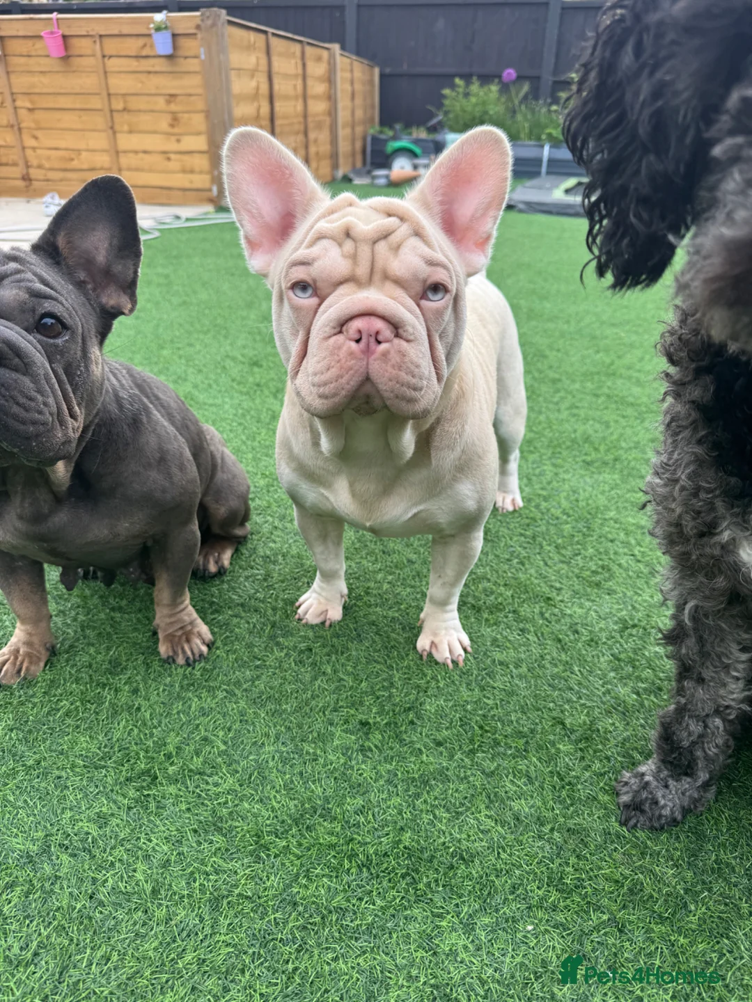 French Bulldog dogs for sale: Beautiful Frenchie Seeking Her Forever Sofa - Advert 1