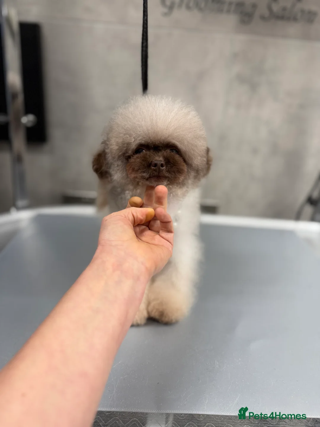 Toy Poodle dogs for stud: Asian toy poodle - Advert 2