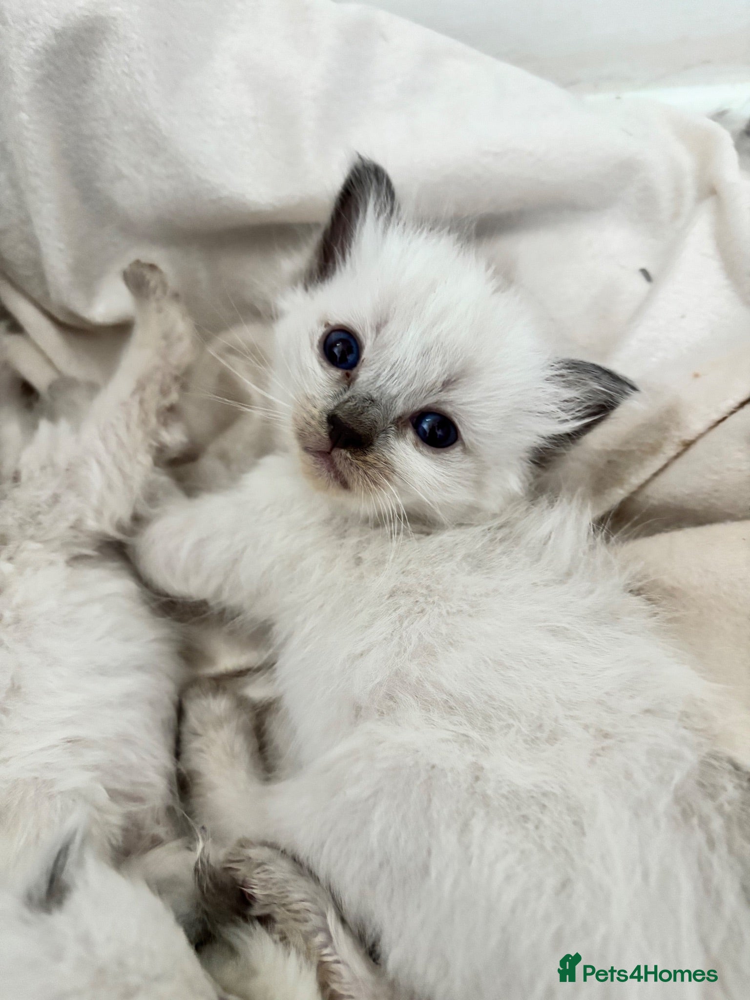 Ragdoll cats Blue point ragdoll kittens  - Advert 1