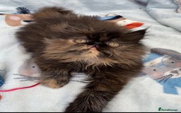Persian cats for sale: Persian Kittens GCCF registered  - Image 3