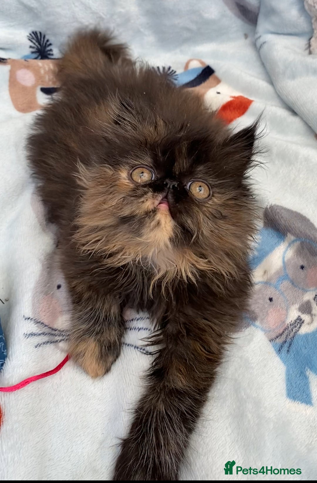 Persian cats for sale: Persian Kittens GCCF registered  - Image 3