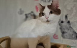 British Shorthair cats for sale: 1 boy left!! Full vaccinated BSH kittens  - Image 1