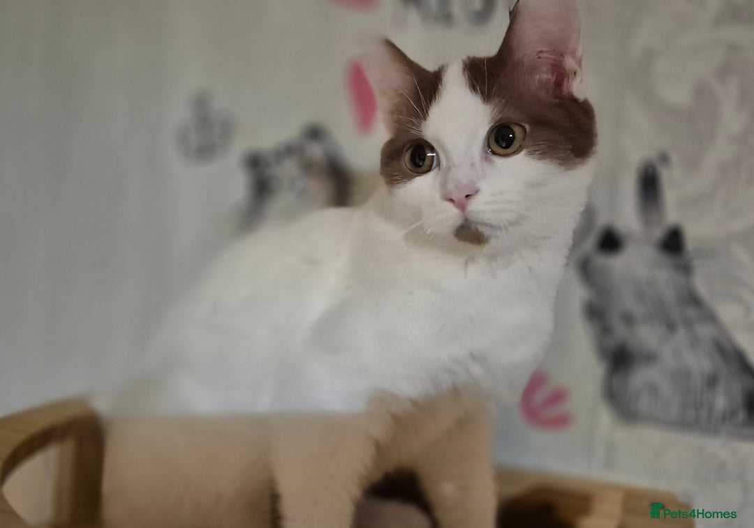 British Shorthair cats for sale: 1 boy left!! Full vaccinated BSH kittens  - Image 1