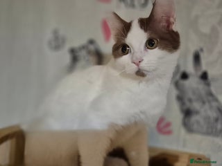 British Shorthair cats - Advert 6