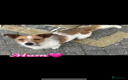 Jack Russell dogs for sale: Jack Russell pups - Image 9