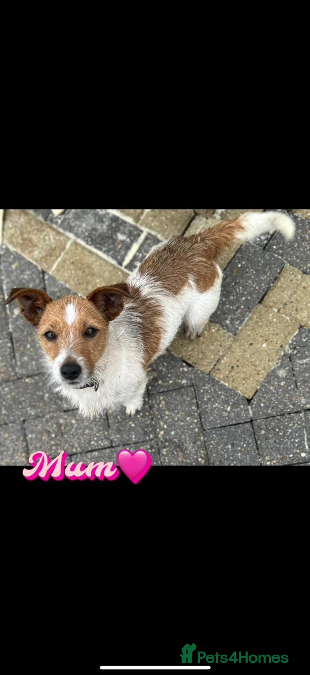 Jack Russell dogs for sale: Jack Russell pups - Image 9