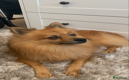 Mixed Breed dogs for sale: Our gorgeous German spitz Henry  - Image 1