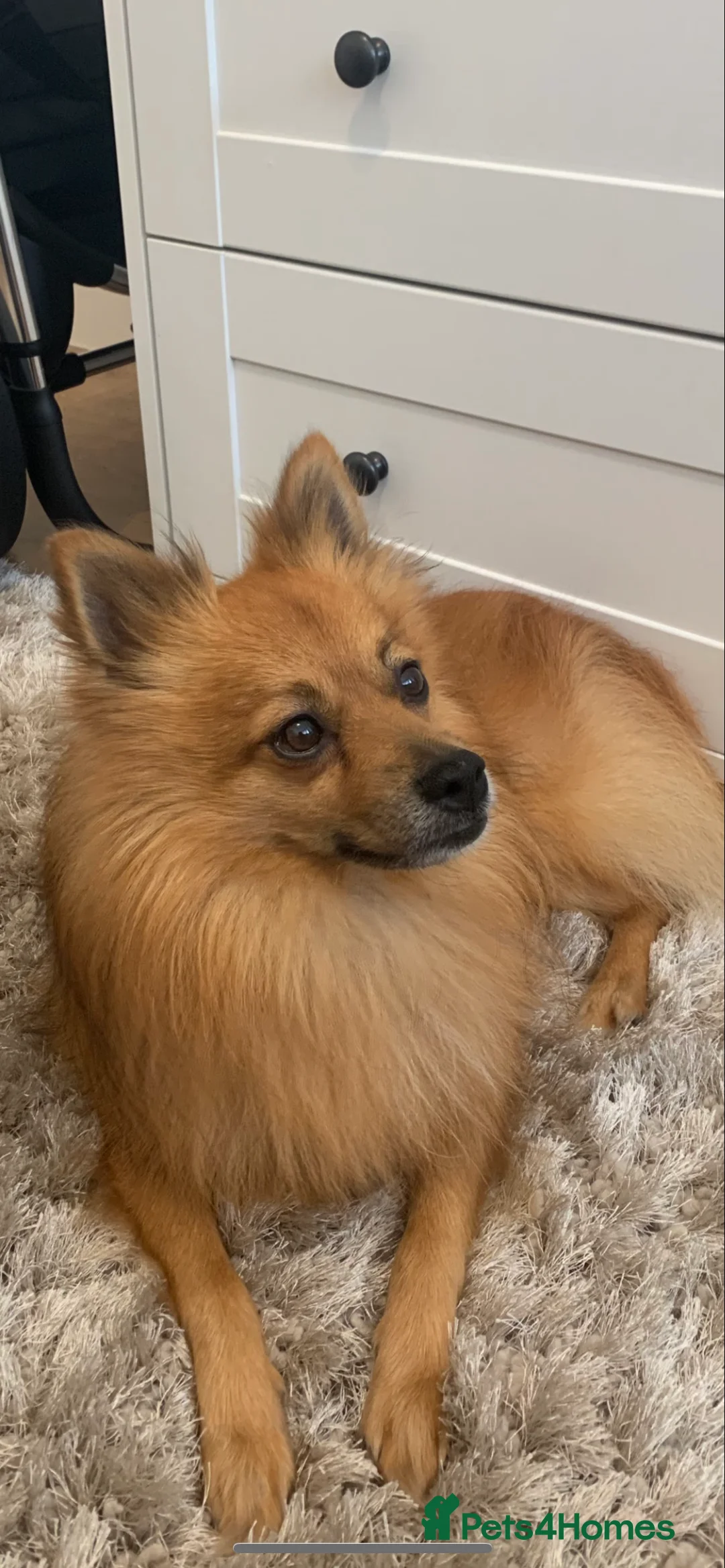 Mixed Breed dogs for sale: Our gorgeous German spitz Henry  - Advert 1