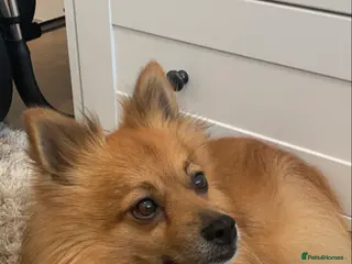 Mixed Breed dogs Our gorgeous German spitz Henry - Advert 2