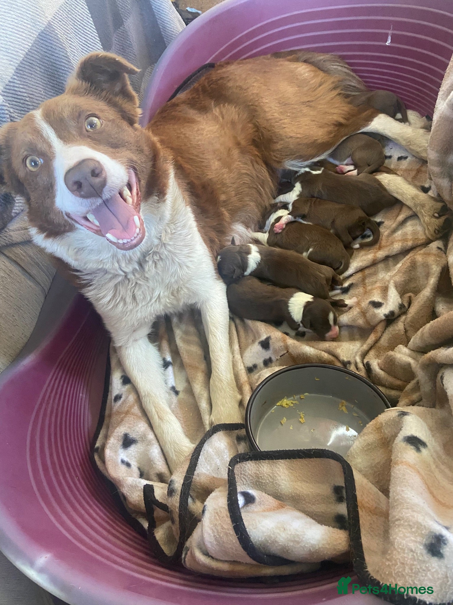 Border Collie dogs Health Tested R&W Border Collie Male - Advert 1