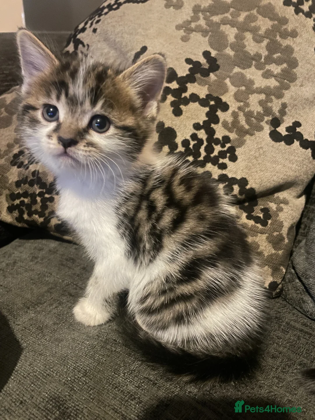 Mixed Breed cats for sale: Kittens looking for forever homes - Advert 2