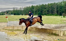 Irish Sports horses for sale: UNCOMPLICATED happy hacker / seasoned hunter  - Image 6