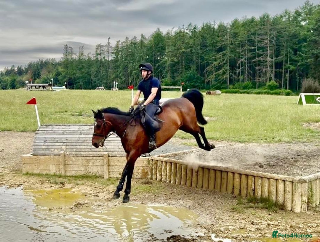 Irish Sports horses for sale: UNCOMPLICATED happy hacker / seasoned hunter  - Image 6