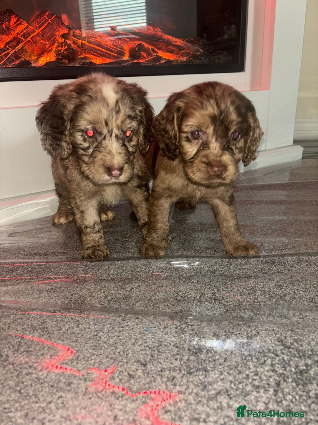 Cocker Spaniel dogs for sale: Cocker spaniel puppies - Image 2