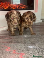 Cocker Spaniel dogs - Advert 7