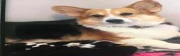Welsh Corgi Pembroke dogs for sale: Top quality pembrokeshire corgi puppies  - Advert 2