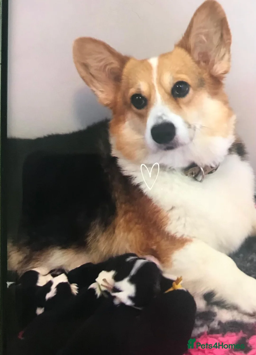 Welsh Corgi Pembroke dogs for sale: Top quality pembrokeshire corgi puppies  - Advert 2