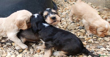 Cocker Spaniel dogs - Advert 10