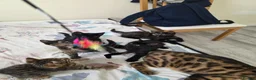 Bengal cats for sale: Stunning Bengal Cross Kittens - Advert 9