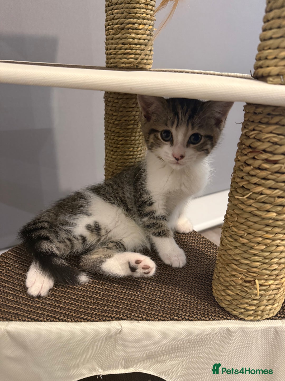 Mixed Breed cats for sale: Male kitten for sale  - Advert 3