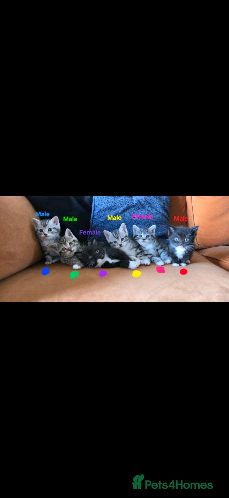 British Shorthair cats British Shorthaired Cross Kittens  - Advert 1