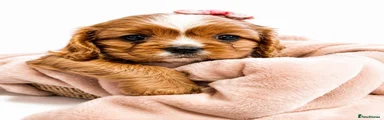 Cavalier King Charles Spaniel 2