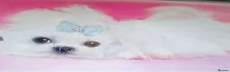 Maltese dogs for sale: Pedigree Maltese in Poulton-le-Fylde - Advert 2