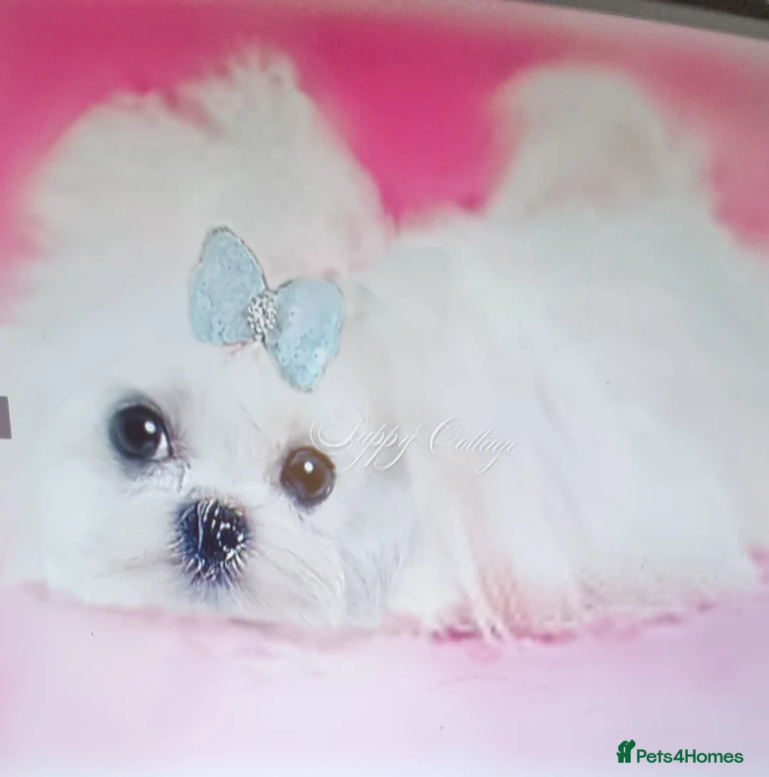 Maltese dogs for sale: Pedigree Maltese in Poulton-le-Fylde - Advert 2