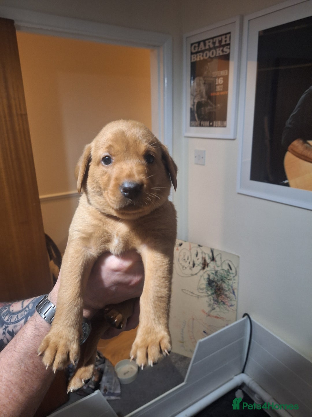 Labrador Retriever dogs for sale: Fox red labrador  - Advert 6