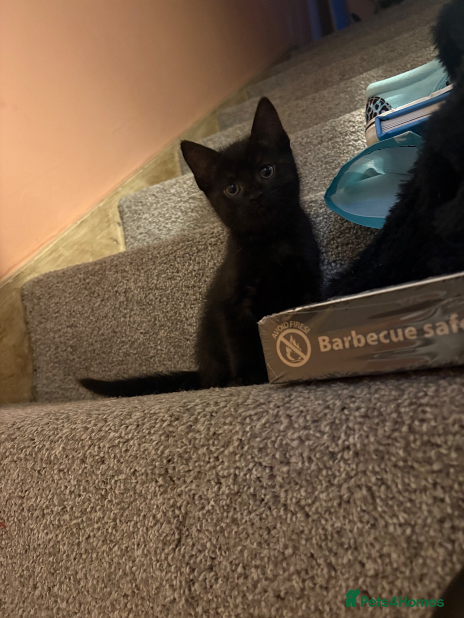 British Shorthair cats for sale: 2 Beautiful Kittens  - Advert 6
