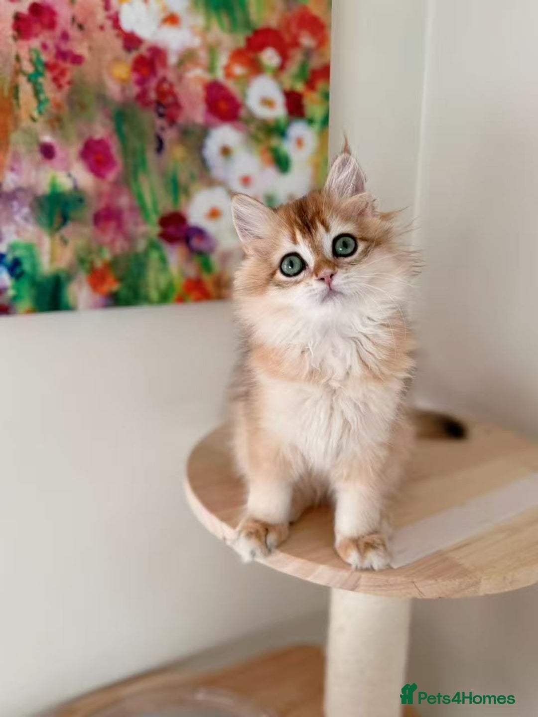 British Longhair cats for sale: Stunning Golden British Longhair Kittens - Advert 10