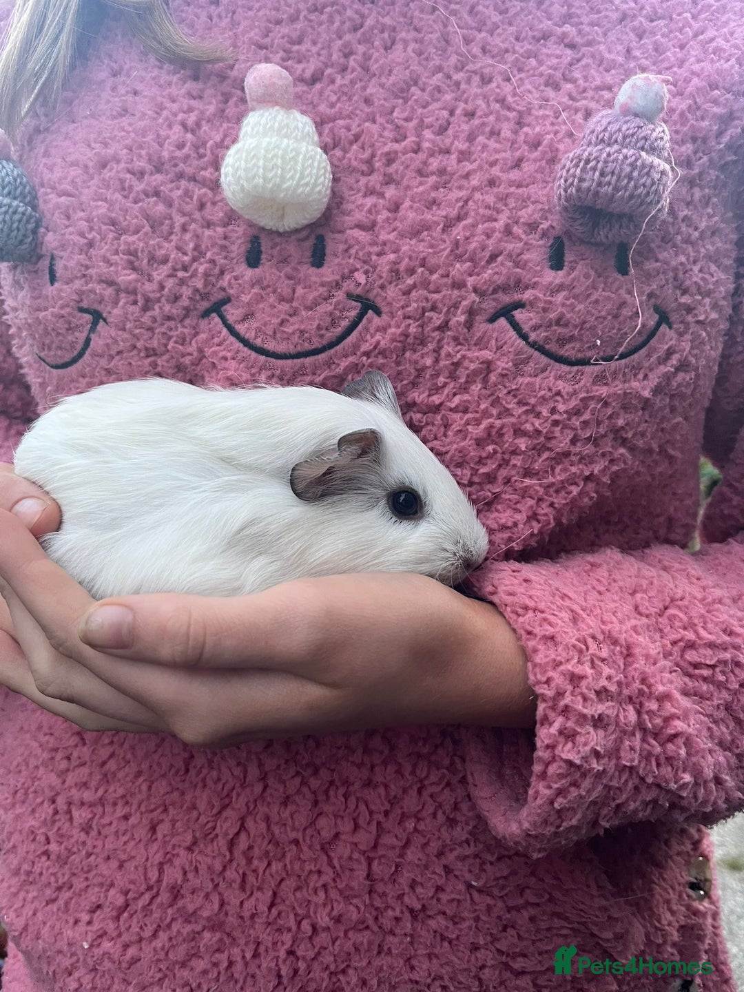 Guinea Pig rodents for sale: Male Guinea pigs  - Image 5