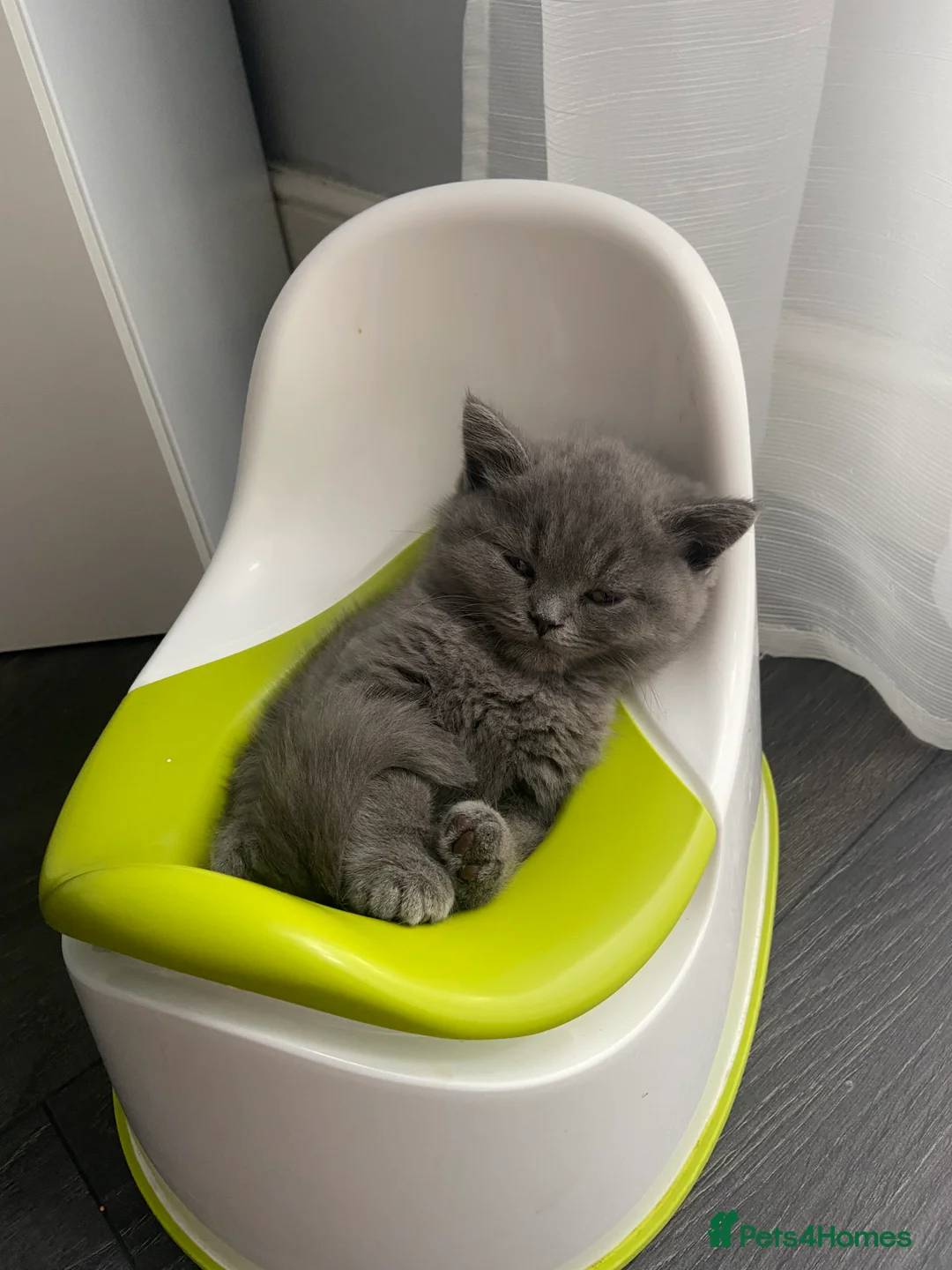 British Shorthair cats for sale: Stunning chunky British shorthair kittens - Advert 6