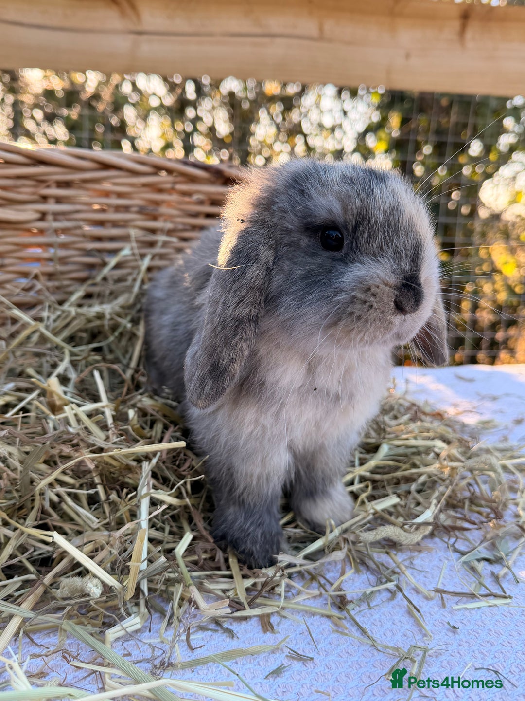 Mini Lop rabbits for sale: Mini Lop bunnies  - Advert 27