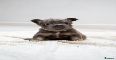 French Bulldog dogs - Advert 3