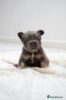 French Bulldog dogs - Advert 10