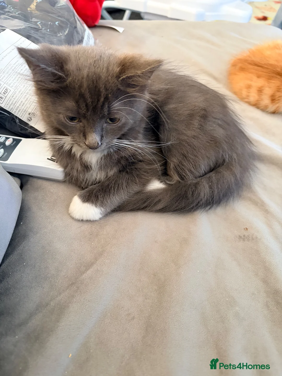 Mixed Breed cats for sale: Beautiful male kitten - Advert 4
