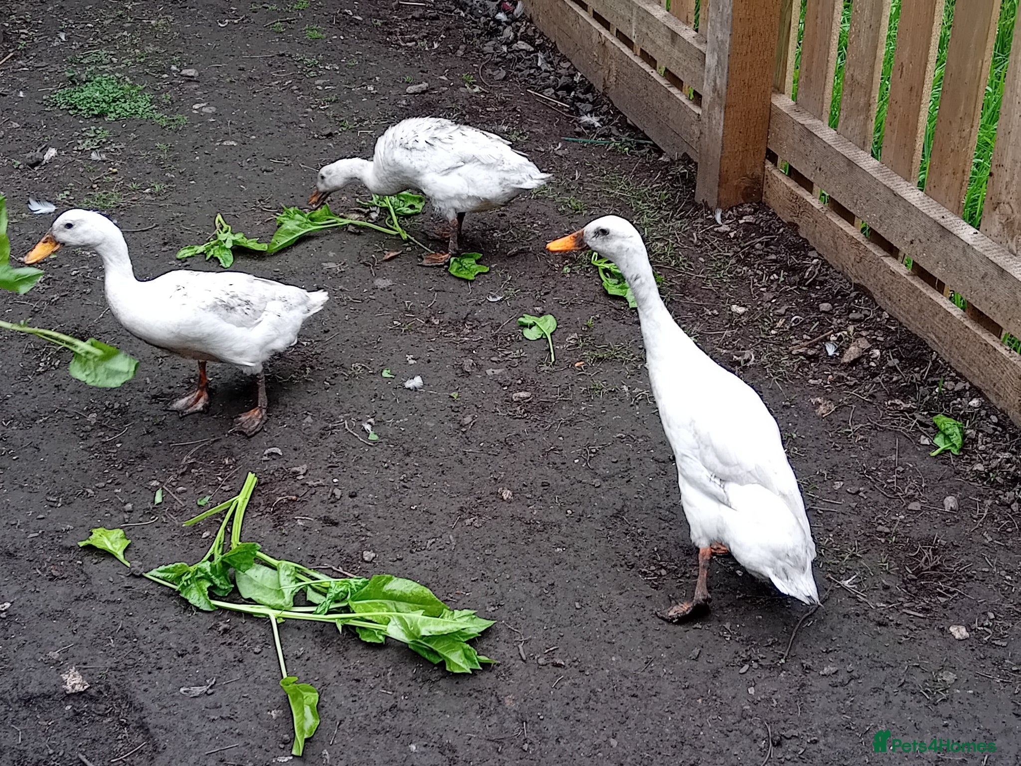 Ducks poultry Trio year old Indian runner ducks  - Advert 1