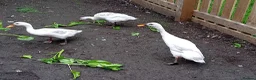 Ducks poultry for sale: Trio year old Indian runner ducks  in Malton - Advert 1