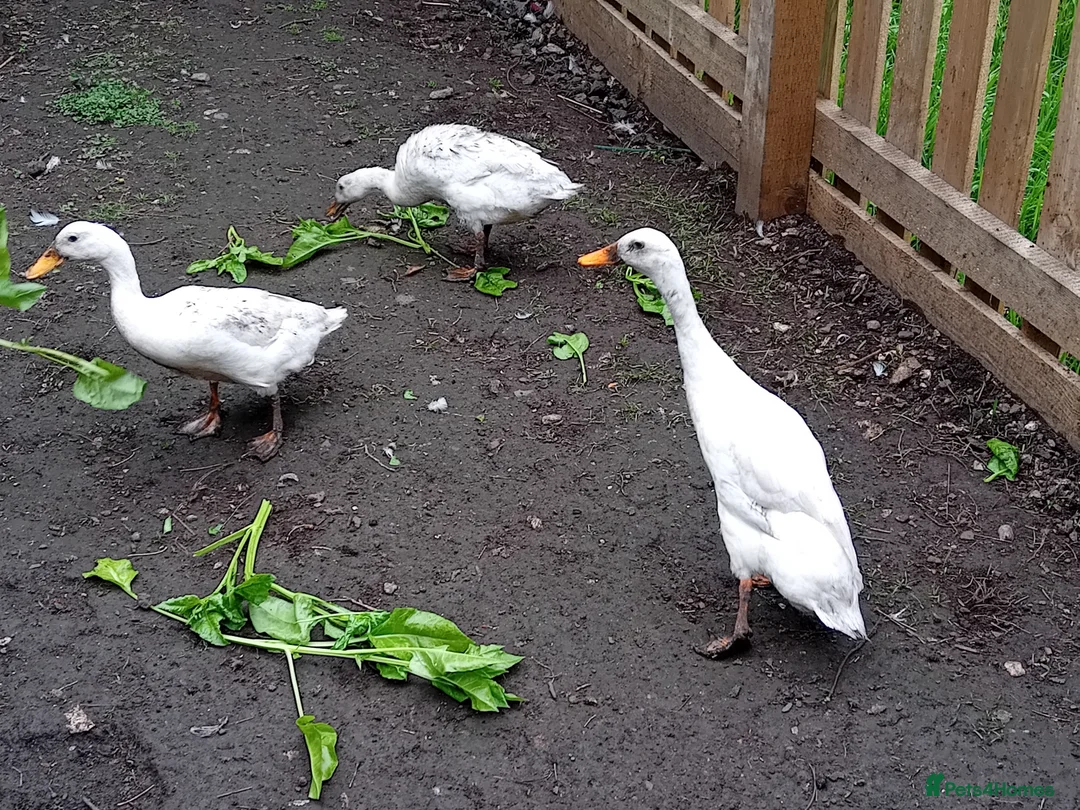 Ducks poultry for sale: Trio year old Indian runner ducks  in Malton - Advert 1