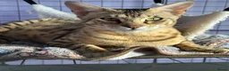 Savannah cats for sale: Savannah F4 girls - Advert 17