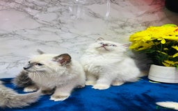 Ragdoll cats for sale: TICA Registered Magnificent Ragdoll kittens  - Image 10